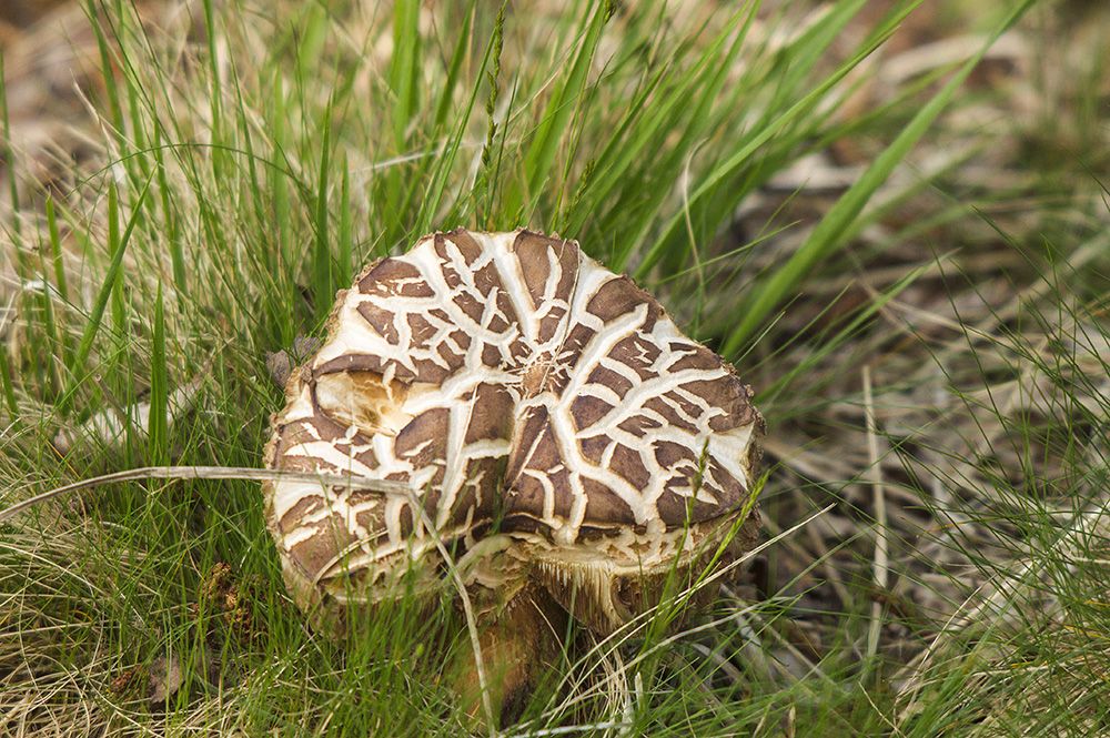 Species??
Dunwich Heath, Suffolk
Keywords: Dunwich,Fungi,Fungi and Lichens,Suffolk,Wildlife,Dunwich Heath,funalb