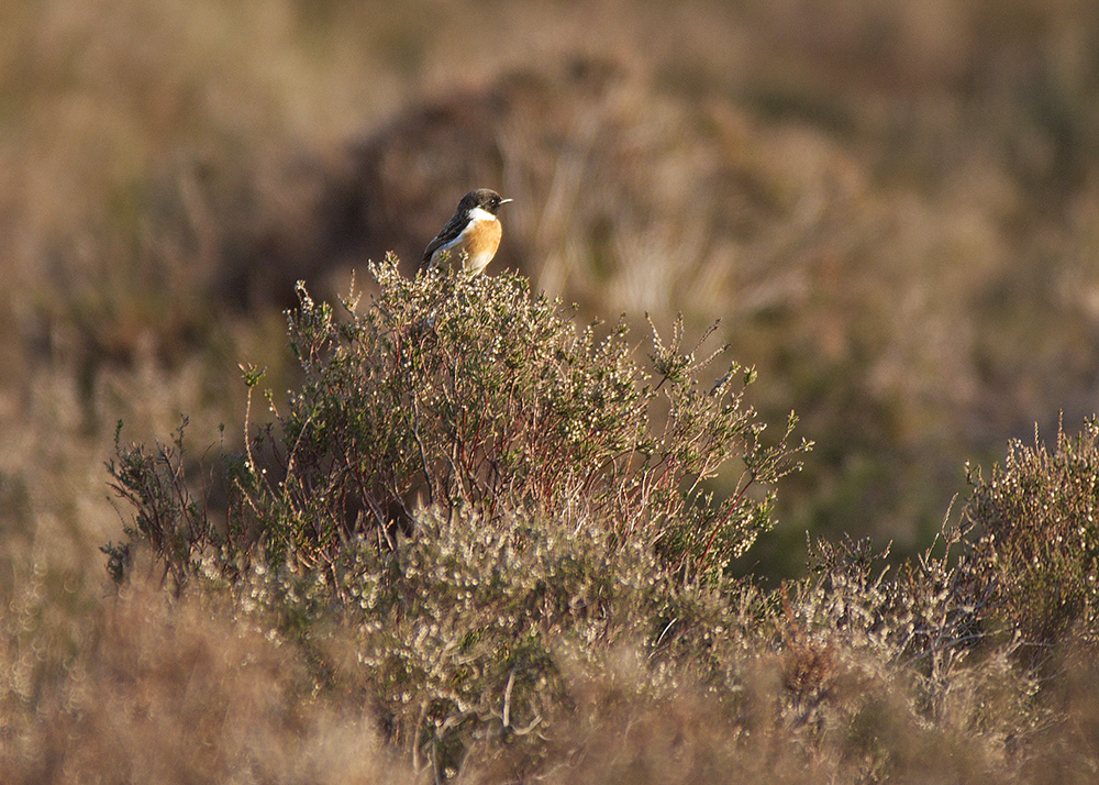 Stonechat
Dunwich Heath, Suffolk
Keywords: Birds,Dunwich,Stonechat,Suffolk,Wildlife,Dunwich Heath,biralb