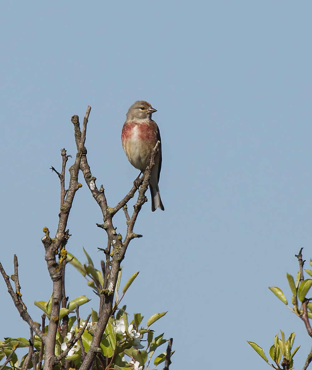 Linnett
Dunwich Heath, Suffolk
Keywords: biralb,Dunwich,Linnett,Suffolk,Wildlife,Dunwich Heath