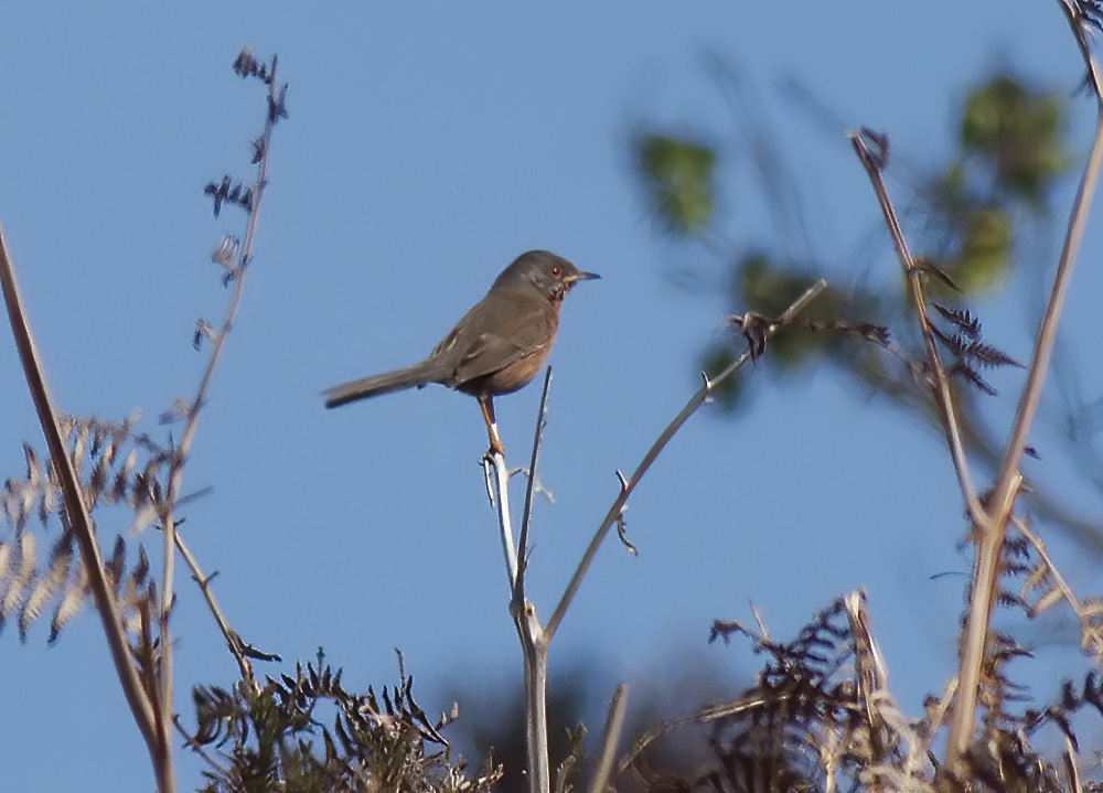 Dartford Warbler
Dunwich Heath, Suffolk
Keywords: biralb,Dartford Warbler,Dunwich,Suffolk,Wildlife,Dunwich Heath