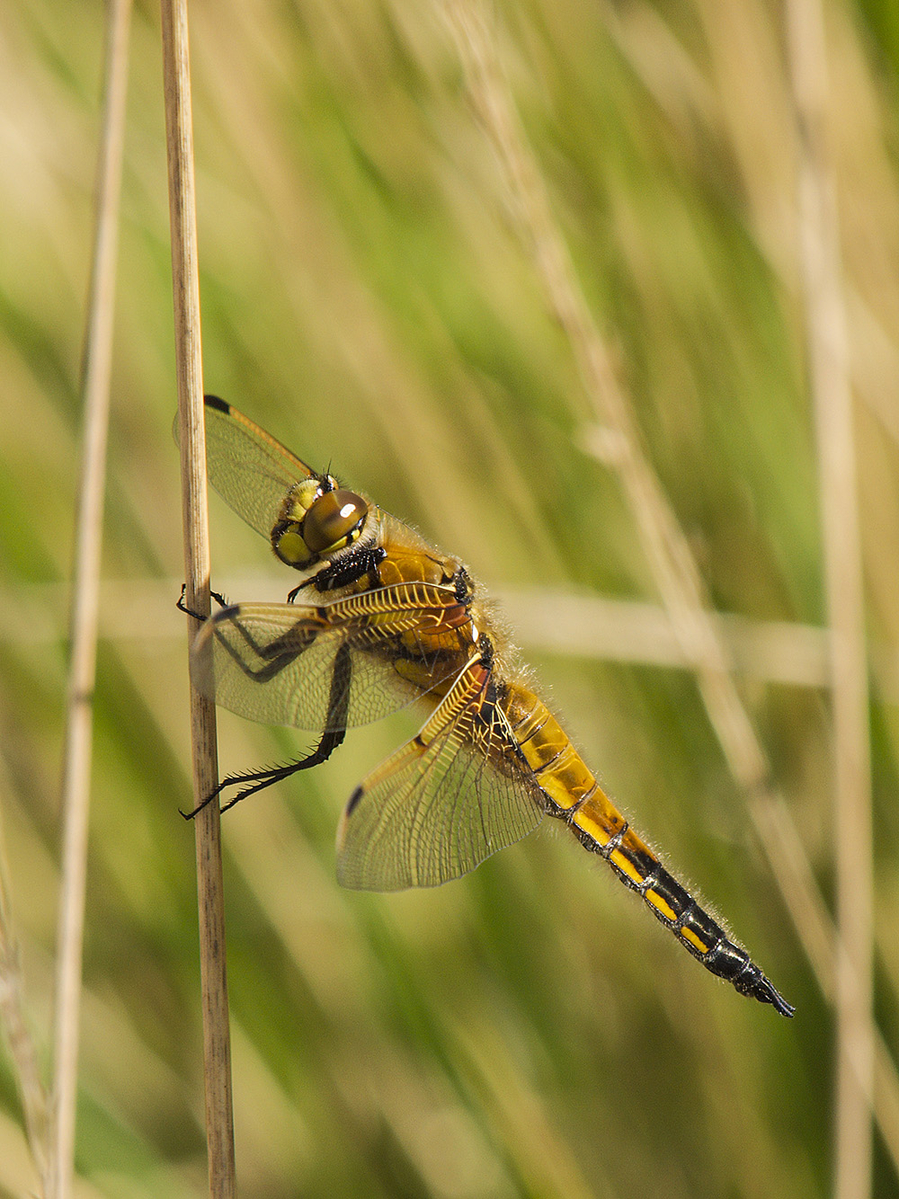 Four Spotted Chaser
Dunwich Heath, Suffolk
Keywords: 4 Spotted Chaser,Chaser,Dragonflies,Dragons and Damsels,Dunwich,Suffolk,Wildlife,Dunwich Heath,draalb