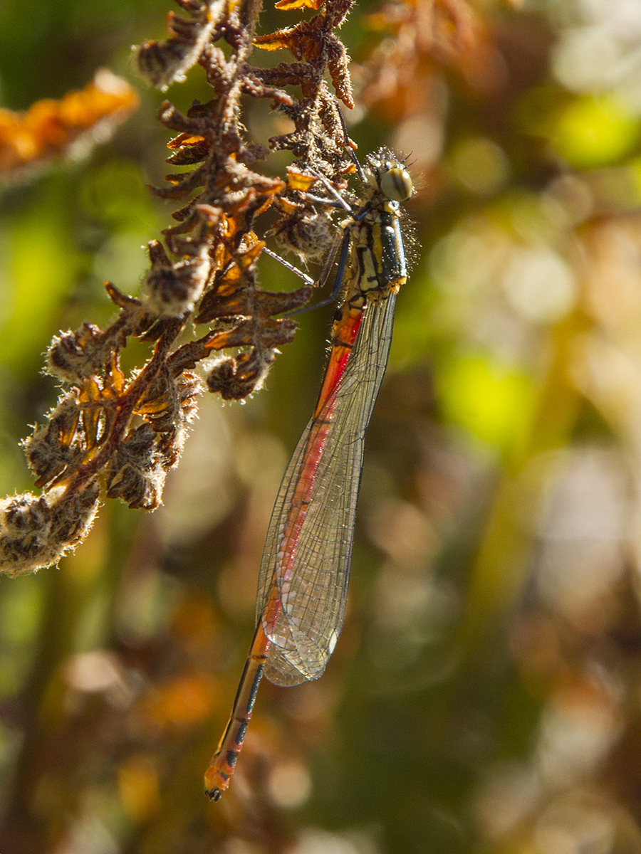 Large Red Damselfly
Dunwich Heath, Suffolk
Keywords: Damselflies,Dragons and Damsels,Dunwich,Large red,Suffolk,Wildlife,Dunwich Heath,draalb