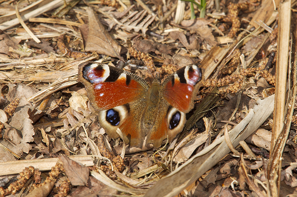 Peacock butterfly
Dunwich Heath, Suffolk
Keywords: Butterflies and Moths,Butterfly,Dunwich,Peacock,Suffolk,Wildlife,butalb,Dunwich Heath