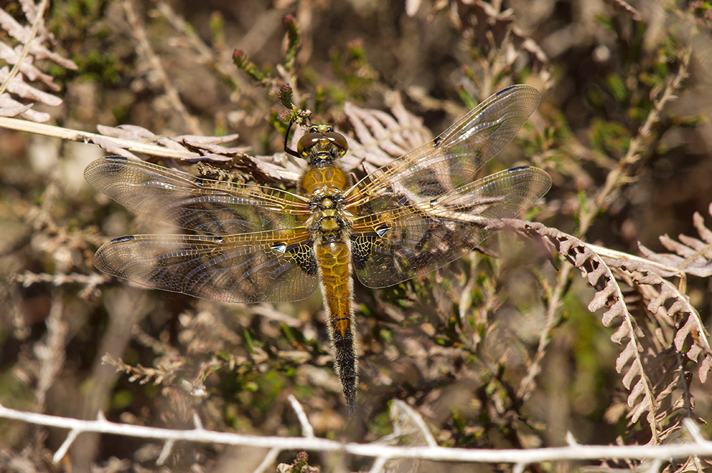 4 Spotted Chaser
Dunwich Heath, Suffolk
Keywords: 4 Spotted Chaser,Chaser,Dragonflies,Draalb,Dunwich,Suffolk,Wildlife,Dunwich Heath