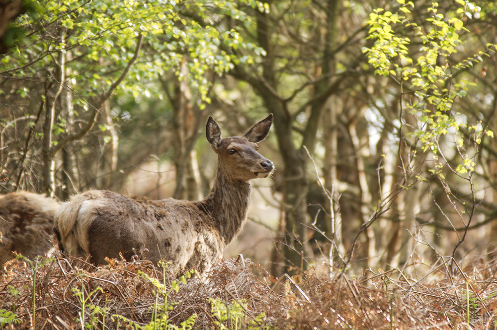 Roe Deer
Roe Deer, Dunwich Heath, Suffolk
Keywords: Dunwich,Mammals,Roe Deer,Suffolk,Wildlife,Dunwich Heath,mamalb