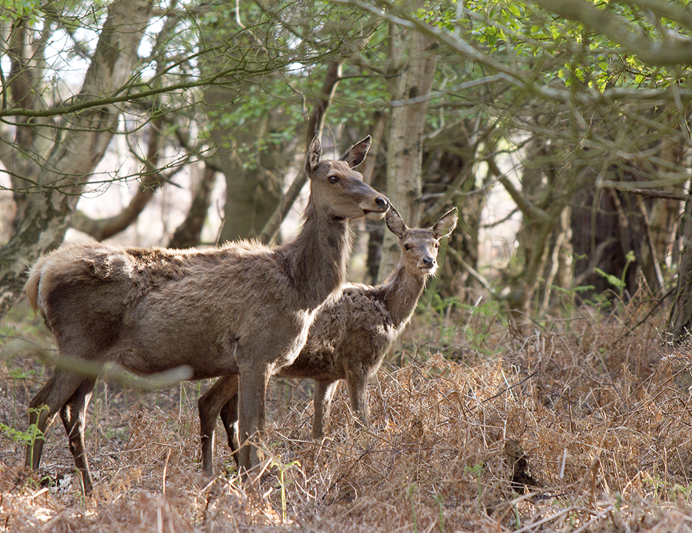 Roe Deer
Roe Deer, Dunwich Heath, Suffolk
Keywords: Dunwich,Mammals,Roe Deer,Suffolk,Wildlife,Dunwich Heath,mamalb