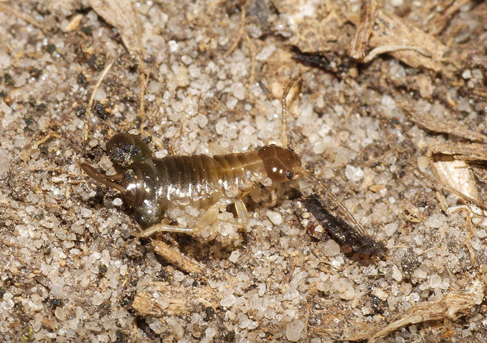 Keywords: Dunwich,Insects,Suffolk,Wildlife,insalb