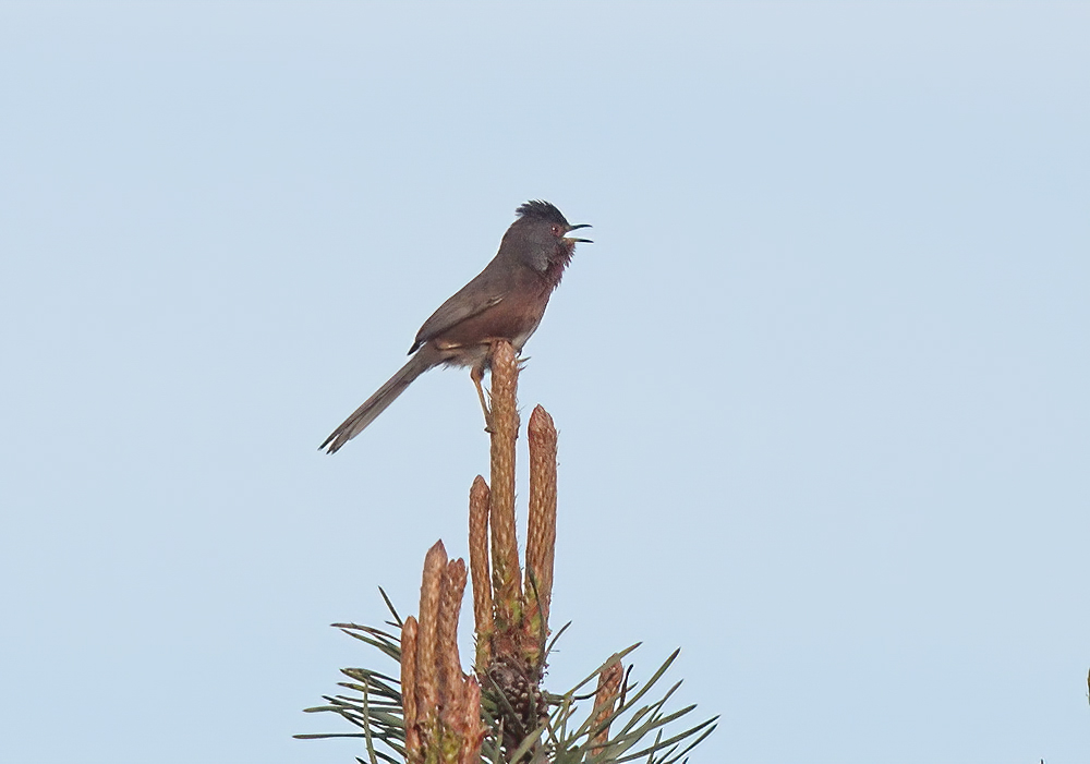 Dartford Warbler
Dunwich Heath, Suffolk
Keywords: Birds,Dartford Warbler,Dunwich,Suffolk,Wildlife,biralb,Dunwich Heath