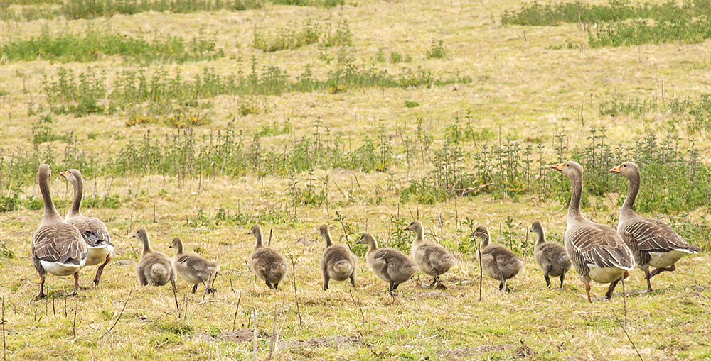 Greylag Geese
Westwood Marshes, Dunwich, Suffolk
Keywords: Dunwich,Suffolk,Westwood Marshes,biralb,Greylag Goose