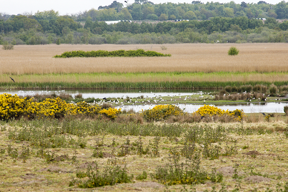 Westwood Marshes
Westwood Marshes, Dunwich, Suffolk
Keywords: Dunwich,Suffolk,Westwood Marshes