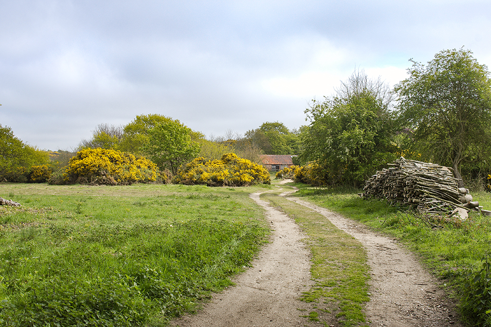 Dingle Marsh
Dingle Marsh, Dunwich, Suffolk
Keywords: Dunwich,Suffolk,Dingle Marsh