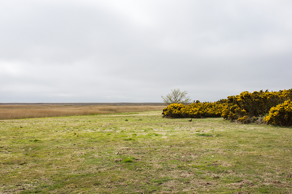 Dingle Marsh
Dingle Marsh, Dunwich, Suffolk
Keywords: Dunwich,Suffolk,Dingle Marsh