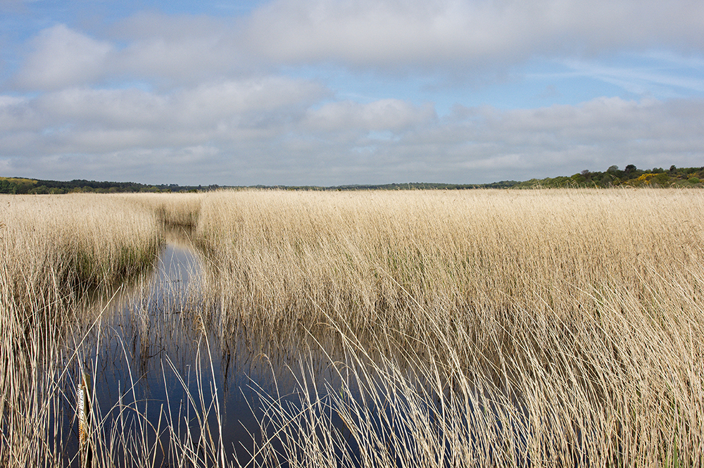 Westwood Marshes
Westwood Marshes, Dunwich, Suffolk
Keywords: Dunwich,Suffolk,Westwood Marshes