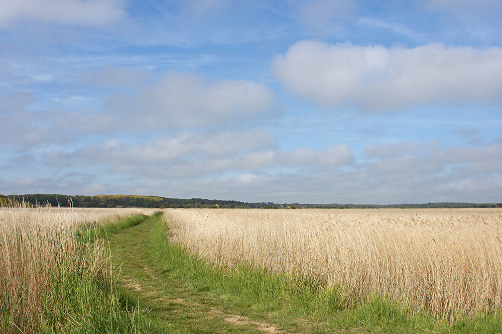 Westwood Marshes
Westwood Marshes, Dunwich, Suffolk
Keywords: Dunwich,Suffolk,Westwood Marshes