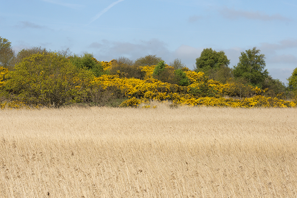 Dingle Marsh
Dingle Marsh, Suffolk
Keywords: Dunwich,Places,Suffolk,Dingle Marsh