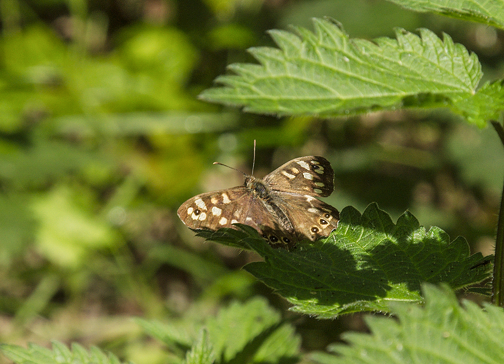 Speckled Wood
Dunwich Forest, Suffolk
Keywords: Dunwich,Suffolk,butalb