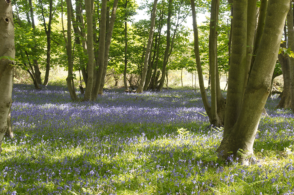 Dunwich Forest
Dunwich Forest, Suffolk
Keywords: Dunwich,Suffolk