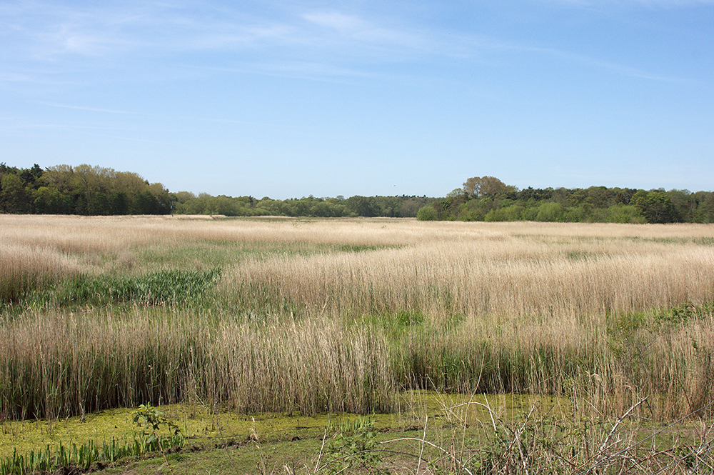 Hen Reedbeds, Suffolk
Hen Reedbeds, Suffolk
Keywords: Dunwich,Hen Reedbeds,Suffolk