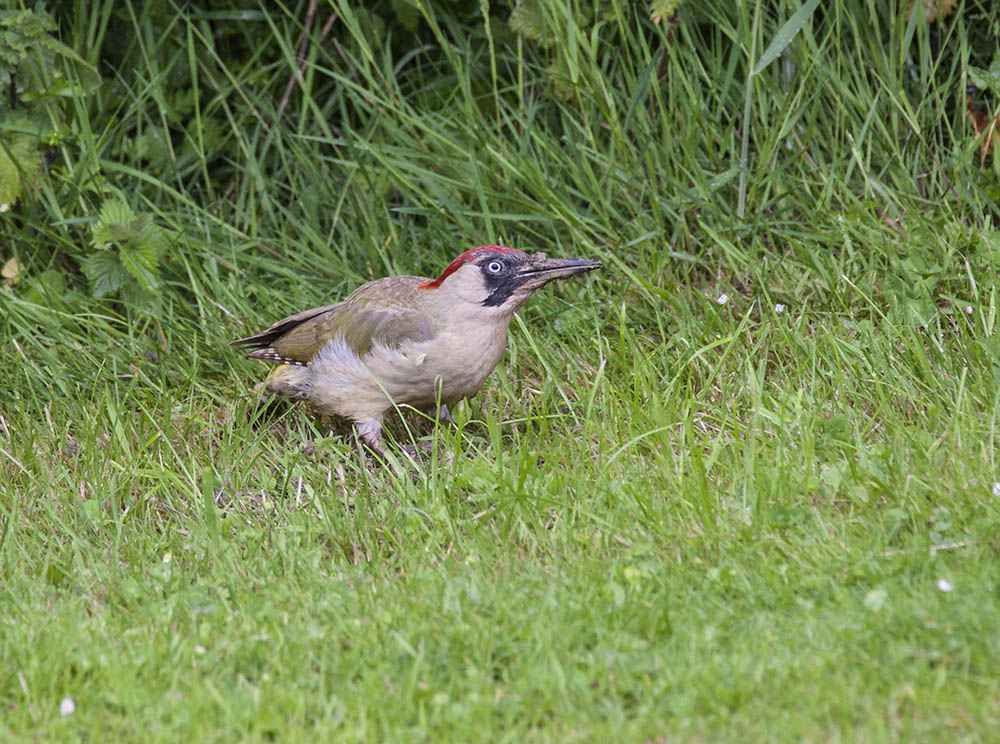 Keywords: biralb,Green Woodpecker,solalb,Sollars Hope,Spring,tamalb