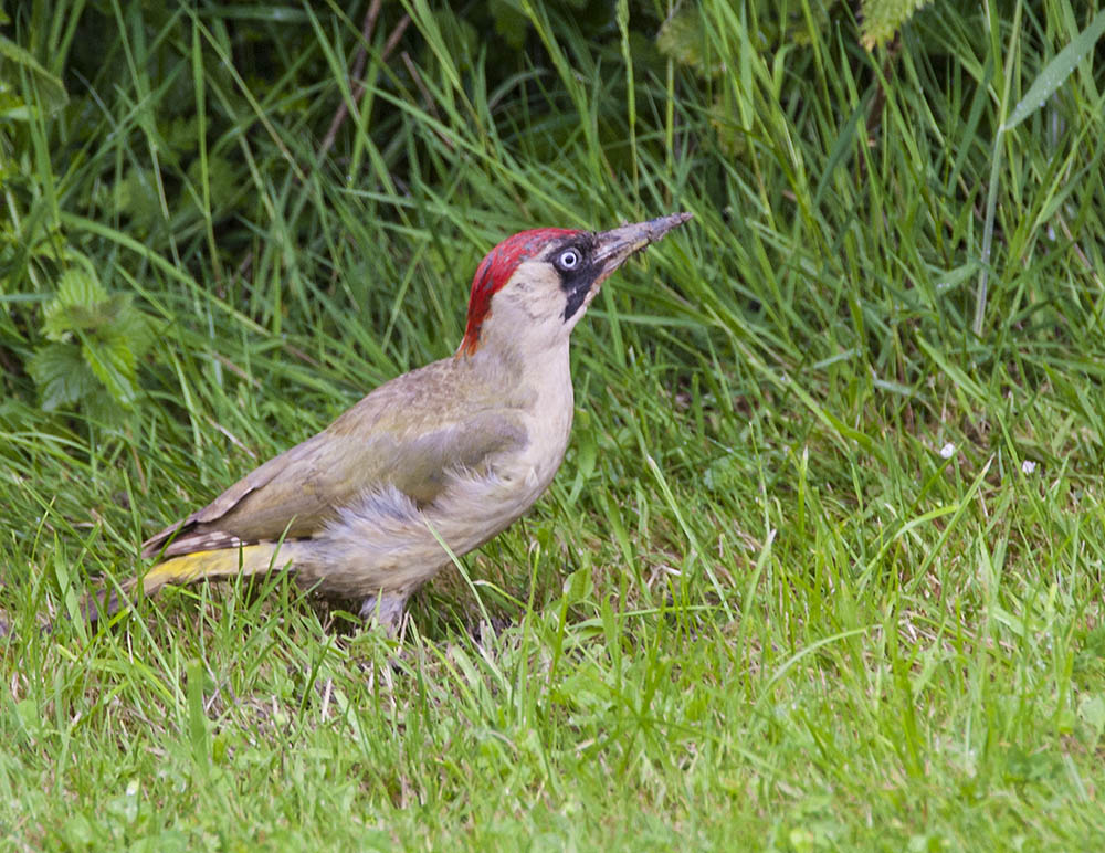 Keywords: biralb,Green Woodpecker,solalb,Sollars Hope,Spring,tamalb