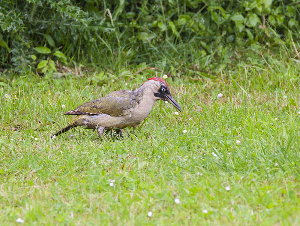 Keywords: biralb,Green Woodpecker,solalb,Sollars Hope,Spring,tamalb