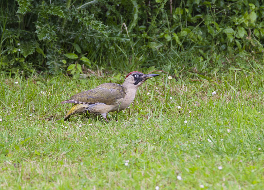 Keywords: biralb,Green Woodpecker,solalb,Sollars Hope,Spring,tamalb