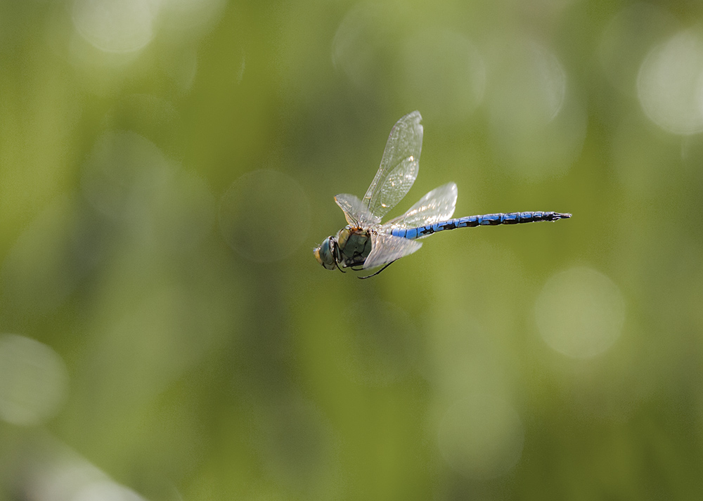 Emperor dragonfly, male
Emperor dragonfly, male
Keywords: draalb,Emperor,Anax imperator,Male,solalb,Sollars Hope,Spring,tamalb