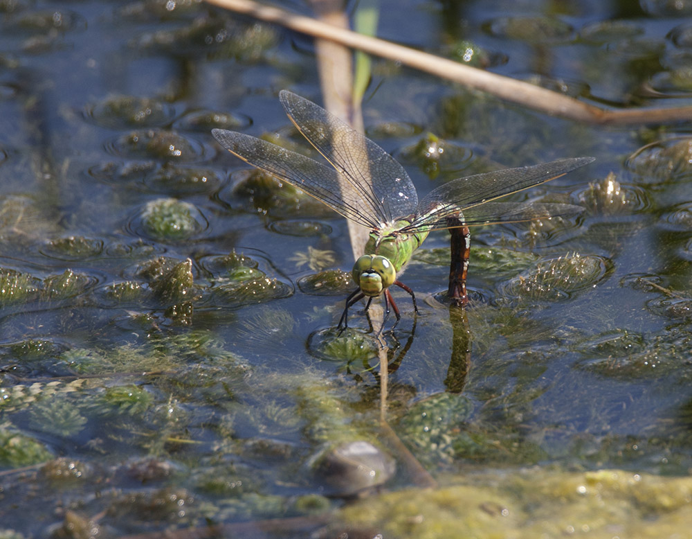 Emperor dragonfly, female
Emperor dragonfly, female
Keywords: draalb,Emperor,Anax imperator,Female,solalb,Sollars Hope,Spring,tamalb