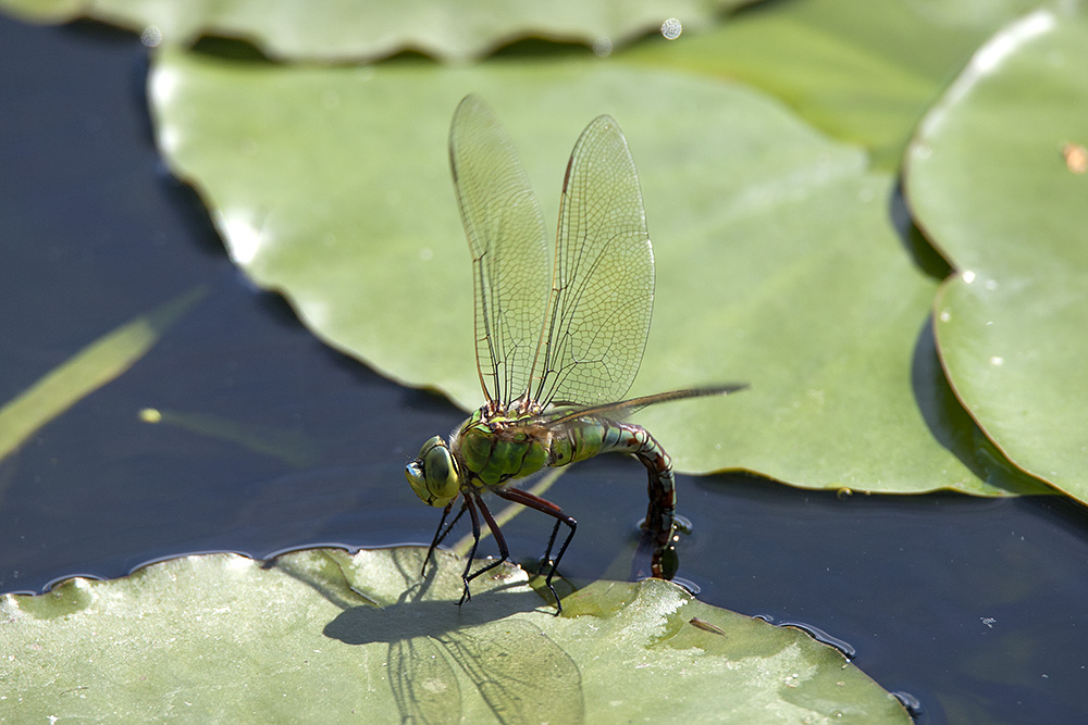 Emperor dragonfly, female
Emperor dragonfly, female
Keywords: draalb,Emperor,Anax imperator,Female,solalb,Sollars Hope,Spring,tamalb