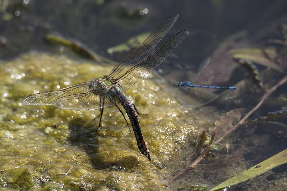 Emperor dragonfly, female
Emperor dragonfly, female
Keywords: draalb,Emperor,Anax imperator,Female,solalb,Sollars Hope,Spring,tamalb