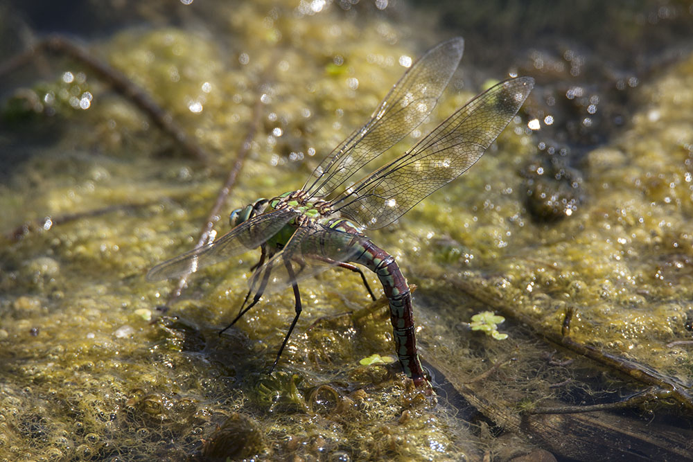 Emperor dragonfly, female
Emperor dragonfly, female
Keywords: draalb,Emperor,Anax imperator,Female,solalb,Sollars Hope,Spring,tamalb