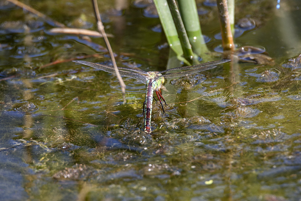 Emperor dragonfly, female
Emperor dragonfly, female
Keywords: draalb,Emperor,Anax imperator,Female,solalb,Sollars Hope,Spring,tamalb