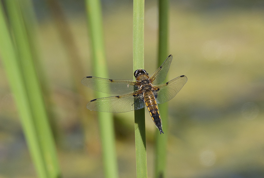 4 Spotted Chaser dragonfly
4 Spotted Chaser, Libellula quadrimaculata
Keywords: 4 Spotted Chaser,Libellula quadrimaculata,draalb,solalb,Sollars Hope,Spring,tamalb