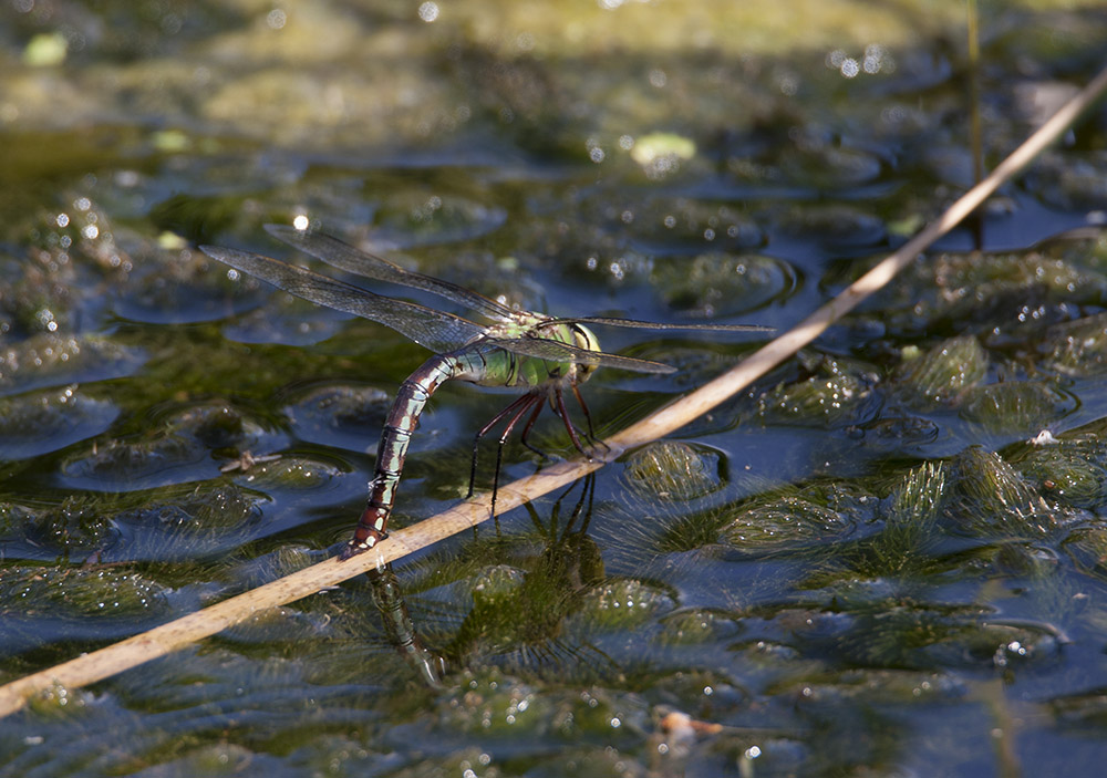 Emperor dragonfly, female
Emperor dragonfly, female
Keywords: draalb,Emperor,Anax imperator,Female,solalb,Sollars Hope,Spring,tamalb