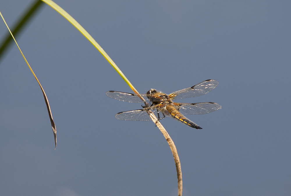 4 Spotted Chaser dragonfly
4 Spotted Chaser, Libellula quadrimaculata
Keywords: 4 Spotted Chaser,Libellula quadrimaculata,draalb,solalb,Sollars Hope,Spring,tamalb