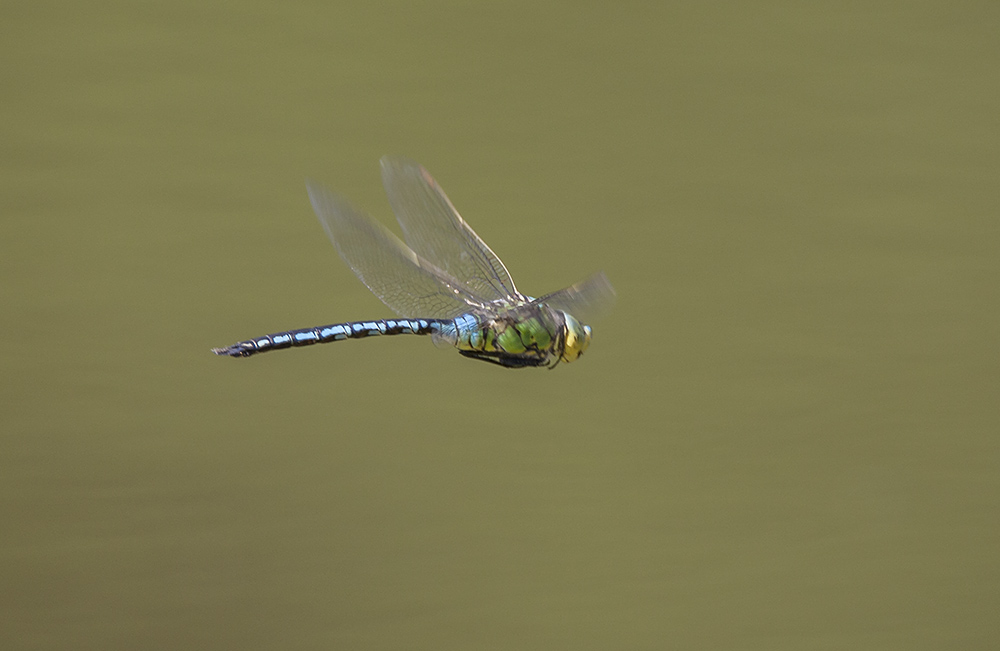 Emperor dragonfly, male
Emperor dragonfly, male
Keywords: draalb,Emperor,Anax imperator,Male,solalb,Sollars Hope,Spring,tamalb
