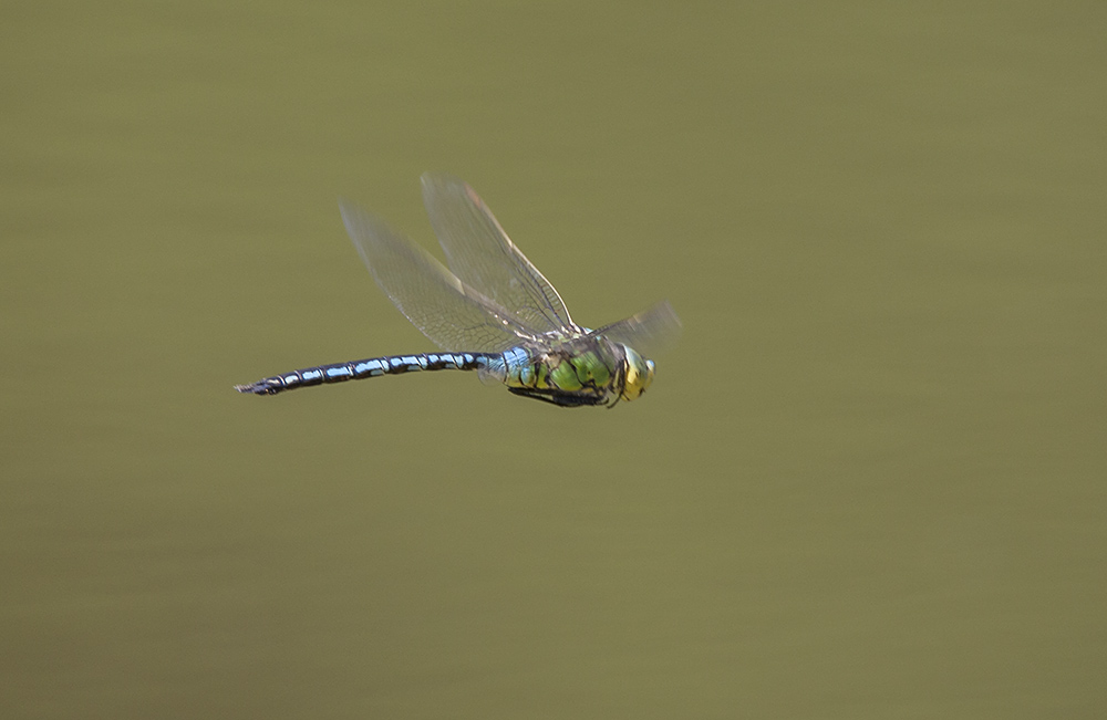 Emperor dragonfly, male
Emperor dragonfly, male
Keywords: draalb,Emperor,Anax imperator,Male,solalb,Sollars Hope,Spring,tamalb