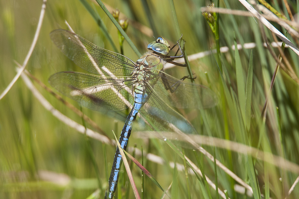 Emperor dragonfly, male
Emperor dragonfly, male
Keywords: draalb,Emperor,Anax imperator,Male,solalb,Sollars Hope,Spring,tamalb