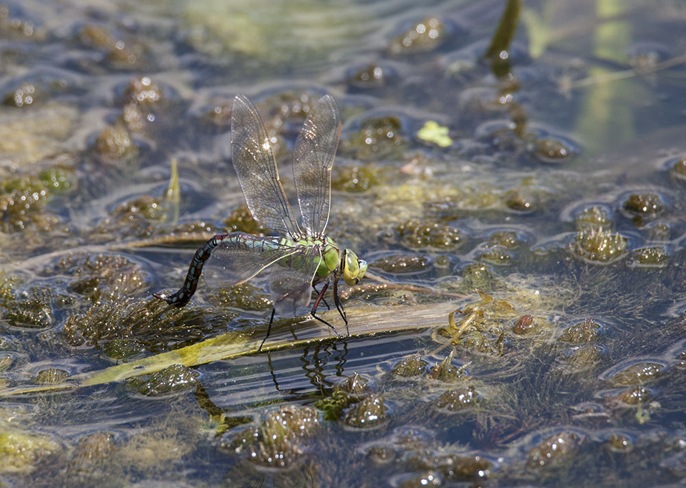 Emperor dragonfly, female
Emperor dragonfly, female
Keywords: draalb,Emperor,Anax imperator,Female,solalb,Sollars Hope,Spring,tamalb