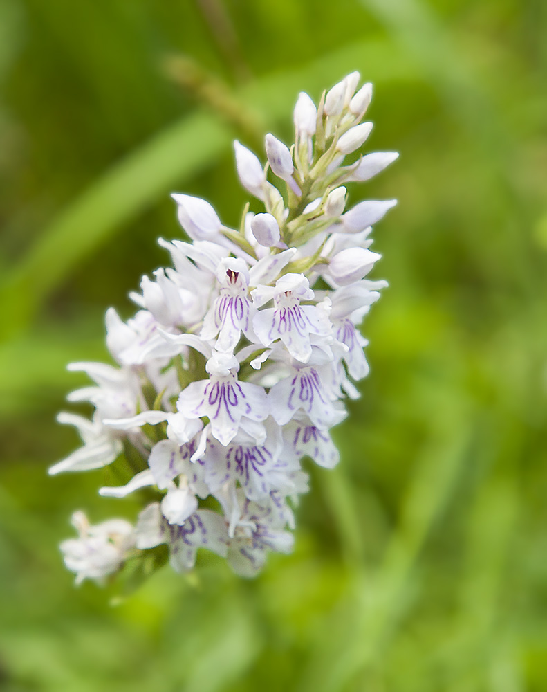 Common Spotted-orchid - Dactylorhiza fuchsii
Keywords: Common Spotted-orchid - Dactylorhiza fuchsii,floalb,solalb,Sollars Hope,Spring