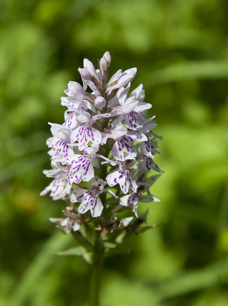 Common Spotted-orchid - Dactylorhiza fuchsii
Keywords: Common Spotted-orchid - Dactylorhiza fuchsii,floalb,solalb,Sollars Hope,Spring