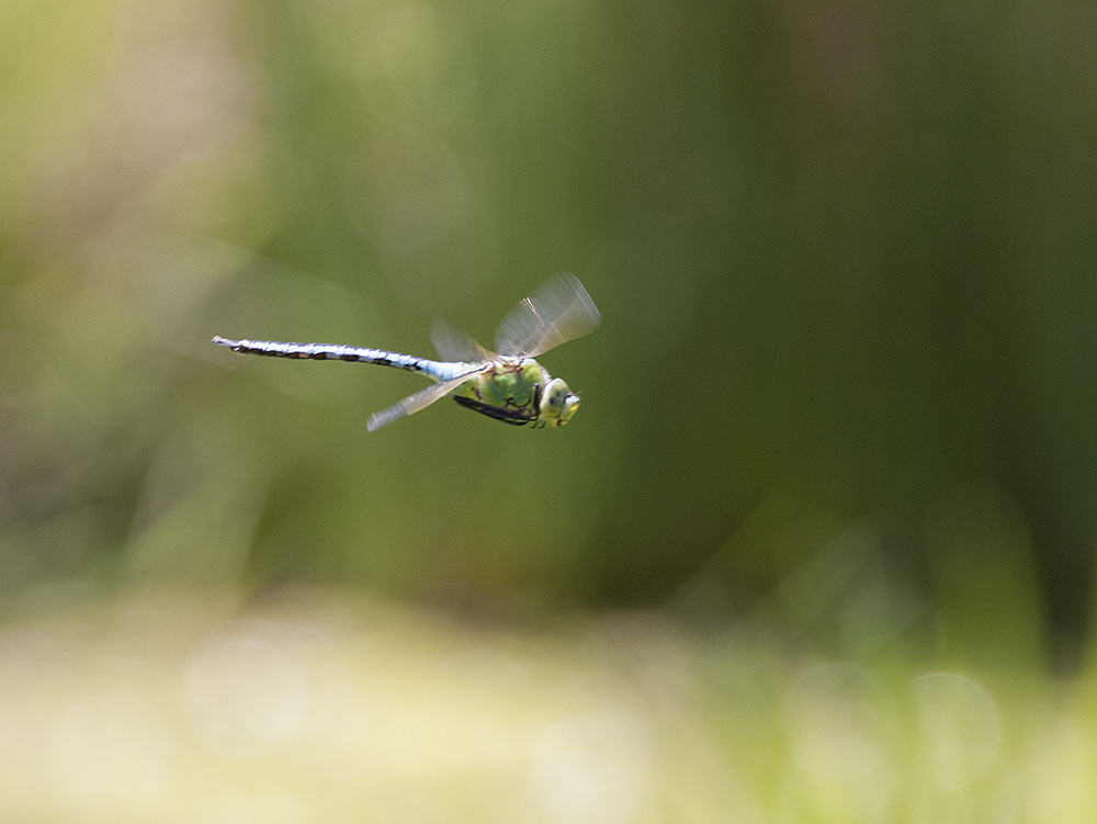 Emperor dragonfly, male
Emperor dragonfly, male
Keywords: draalb,Emperor,Anax imperator,Male,solalb,Sollars Hope,Spring,tamalb