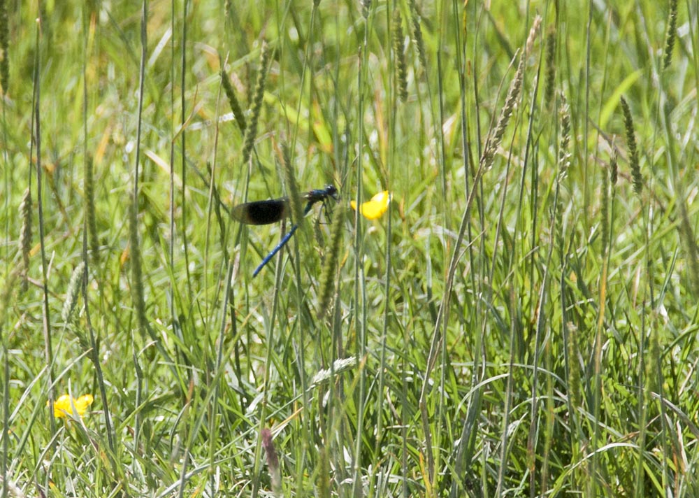 Keywords: Banded Demoiselle,Calopteryx splendens,draalb,Male,solalb,Sollars Hope,Spring