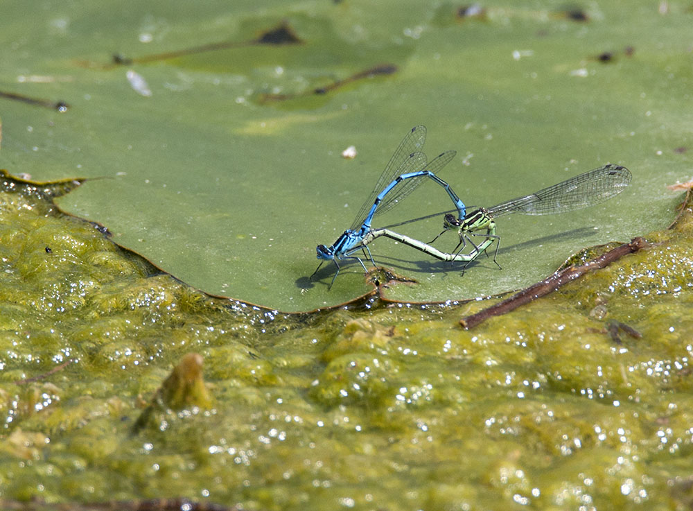 Azure damselfly
Azure damselfly, Coenagrion puella
Keywords: Azure,Coenagrion puella,draalb,solalb,Sollars Hope,Spring