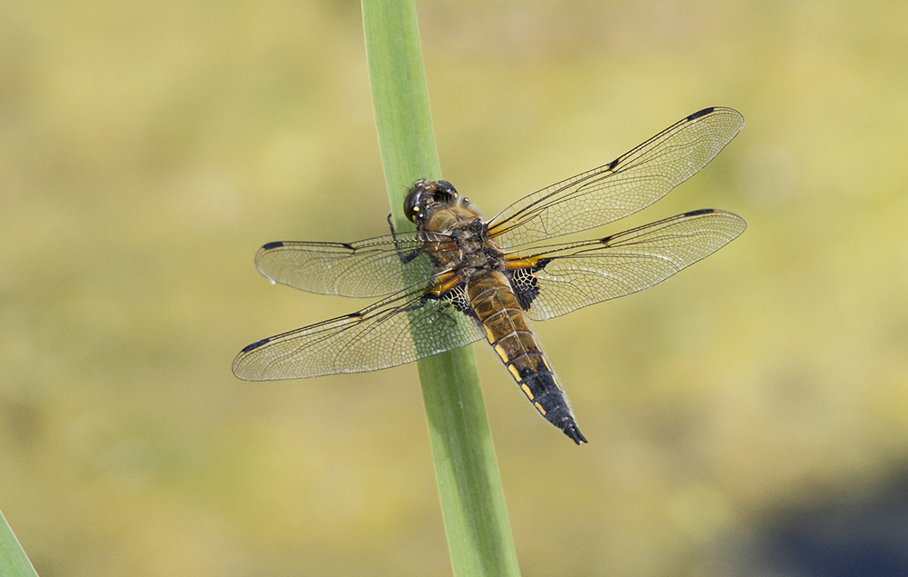 4 Spotted Chaser dragonfly
4 Spotted Chaser, Libellula quadrimaculata
Keywords: 4 Spotted Chaser,Libellula quadrimaculata,draalb,solalb,Sollars Hope,Spring,tamalb