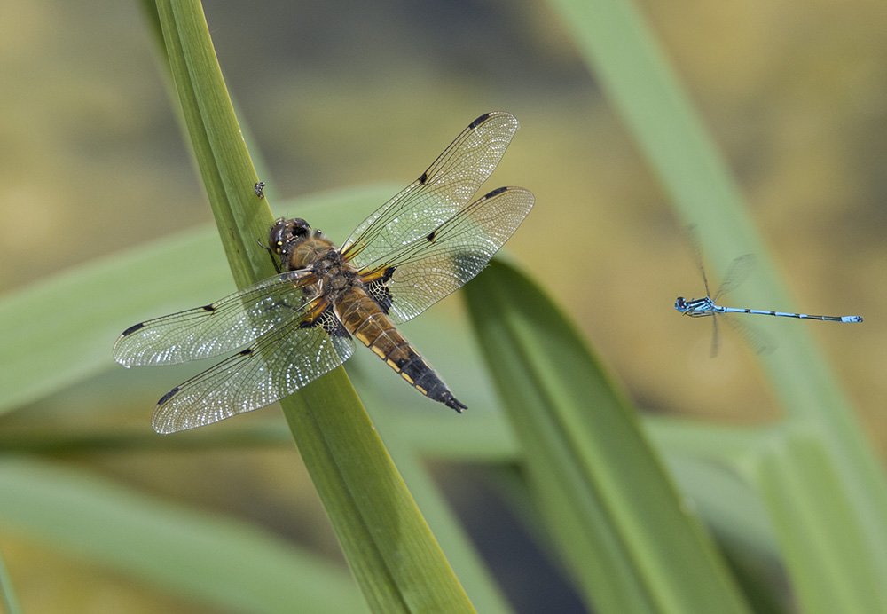 4 Spotted Chaser dragonfly
4 Spotted Chaser, Libellula quadrimaculata
Keywords: 4 Spotted Chaser,Libellula quadrimaculata,draalb,solalb,Sollars Hope,Spring,tamalb