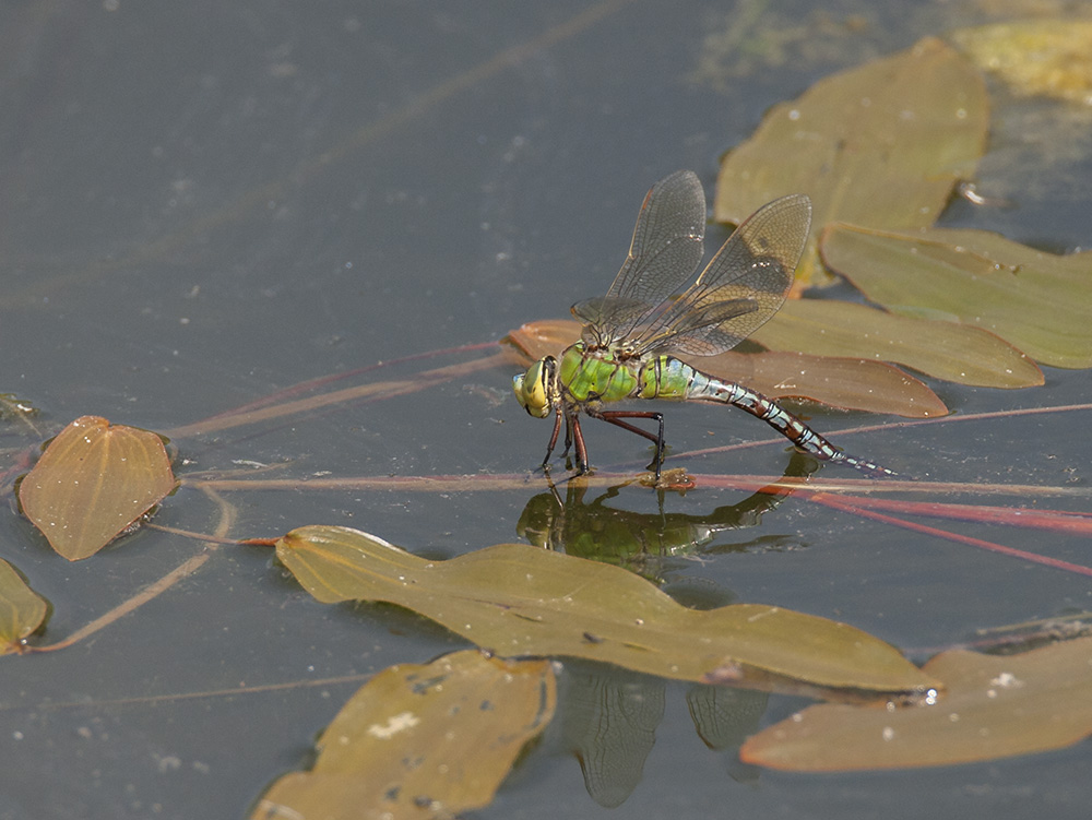 Emperor dragonfly, female
Emperor dragonfly, female
Keywords: draalb,Emperor,Anax imperator,Female,solalb,Sollars Hope,Spring,tamalb