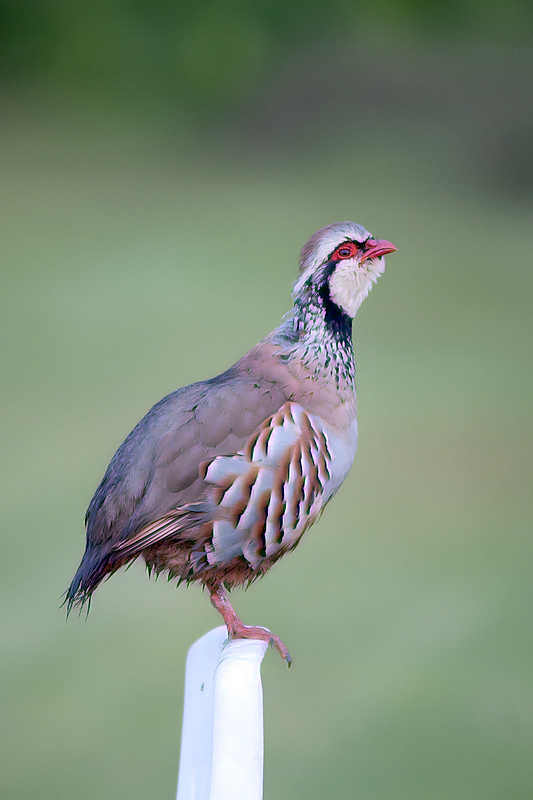 Sollars Hope, Hereford
Taken at or around Longwood Cottagee,
Sollars Hope, Herefordshire
Keywords: biralb,Hereford,Red Legged Partridge,Sollars Hope