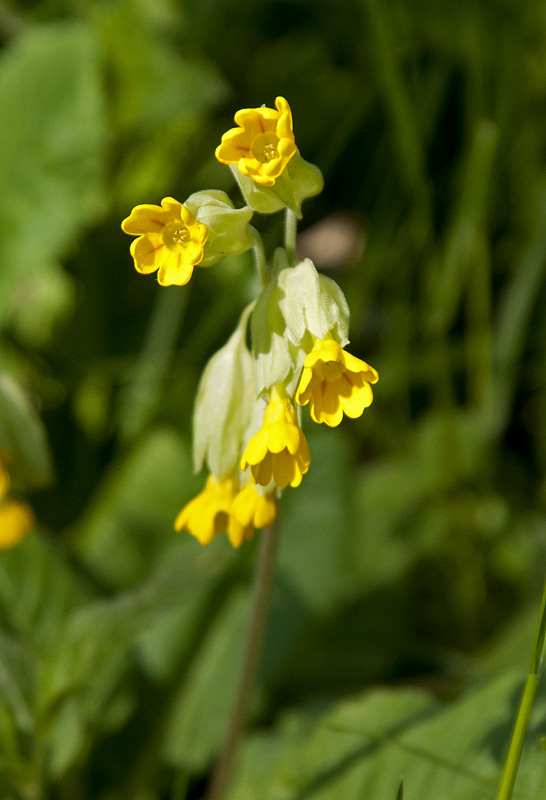 Sollars Hope, Hereford
Taken at or around Longwood Cottagee,
Sollars Hope, Herefordshire
Keywords: Cowslip,floalb,Hereford,Sollars Hope