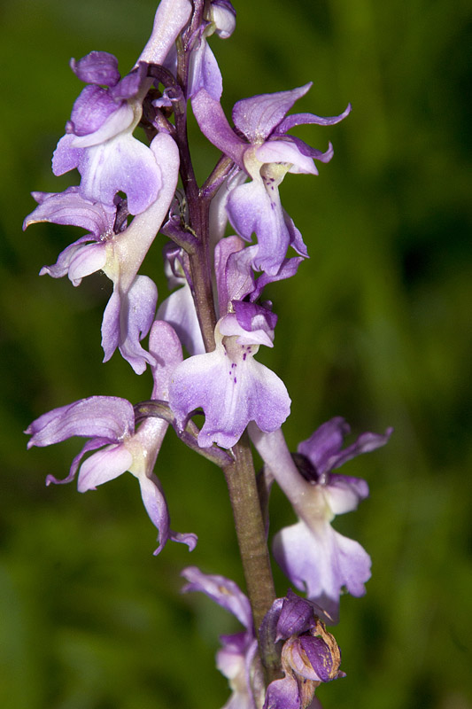 Sollars Hope, Hereford
Taken at or around Longwood Cottagee,
Sollars Hope, Herefordshire
Keywords: Early Purple Orchid,floalb,Hereford,Sollars Hope